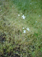 lithophragma affine